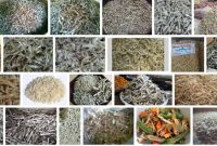 Peluang Bisnis Ikan Asin dan Ikan Teri Medan