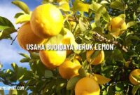 Peluang Usaha Budidaya Jeruk Lemon yang Prospektif