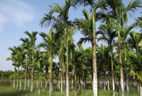 Peluang Bisnis Buah Pinang yang Menguntungkan