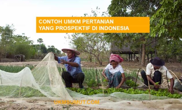 10 Contoh UMKM Pertanian yang Menjanjikan